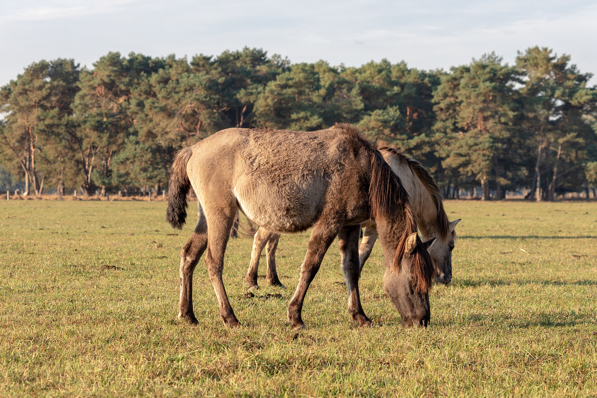 牧草地で草を食む馬たち