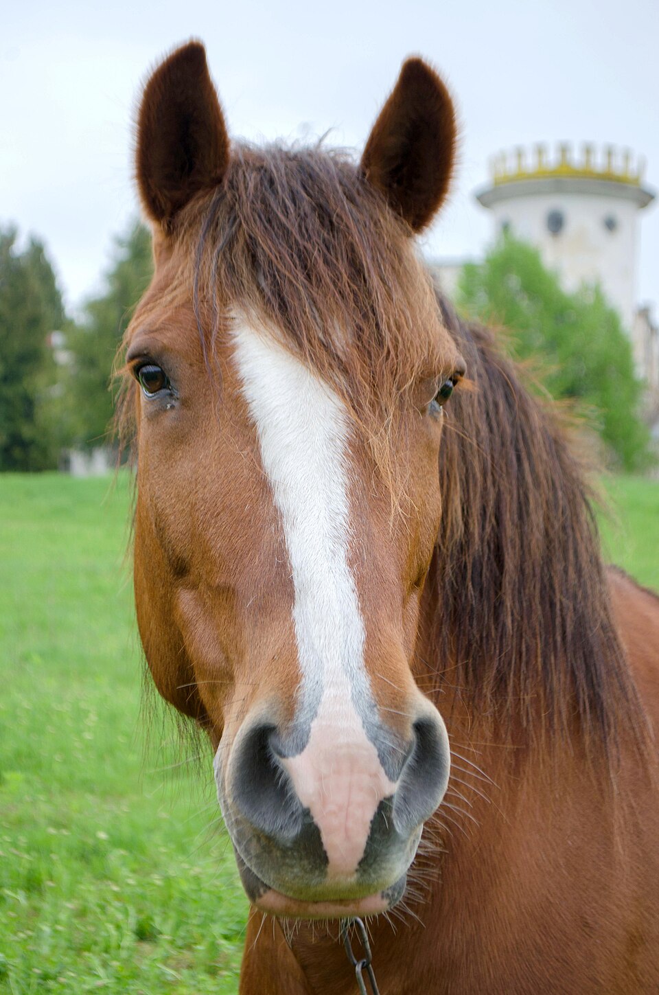 記念撮影用の馬のポートレート